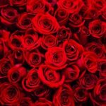 Saint Valentin
