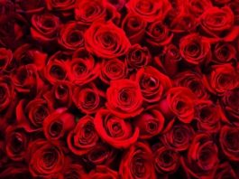 Saint Valentin