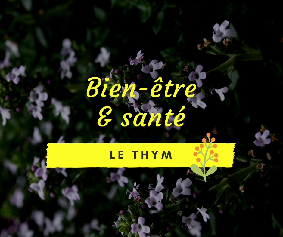 Les propriétés du thym