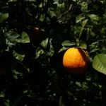 Culture des agrumes à Chios