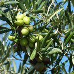 Olives vertes