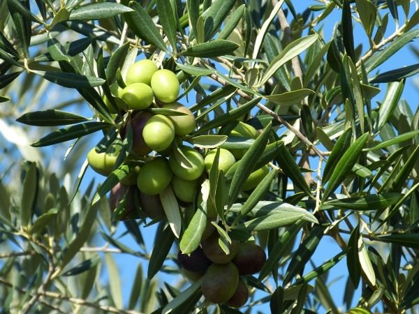 Bien choisir et utiliser son huile d’olive