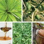 Cosmétiques Naturels Grecs