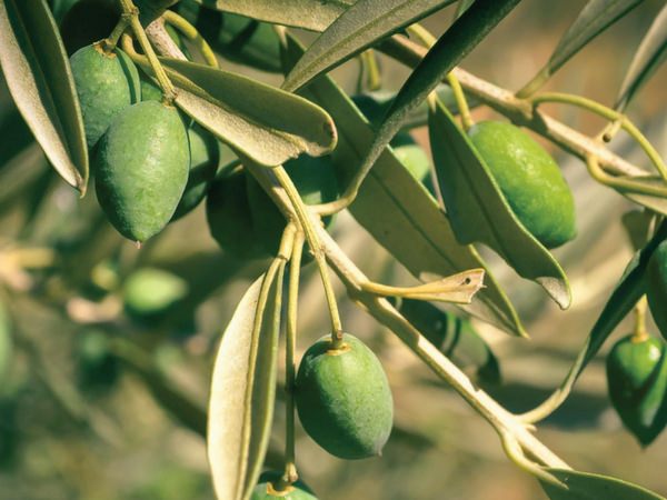 Cosmétiques Naturels Grecs : Olive