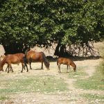 Poneys Chevaux Skyros