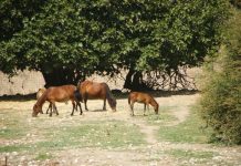 Poneys Chevaux Skyros